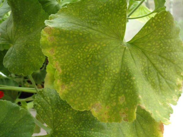 Хлороз листьев пеларгонии