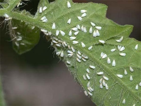 Белокрылка откладывает личинки бабочек
