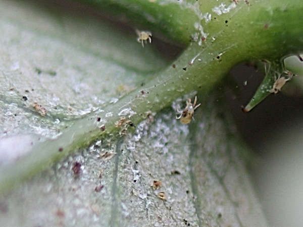 Паутинный клещ – мелкое насекомое