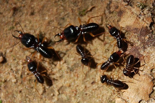 Термиты – опасные муравьи